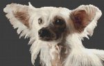 Chinese Crested (image for) Chinese Crested